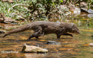 Wildlife of the Western Cape marsh mongoose