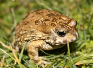 Wildlife of the Western Cape sand toad
