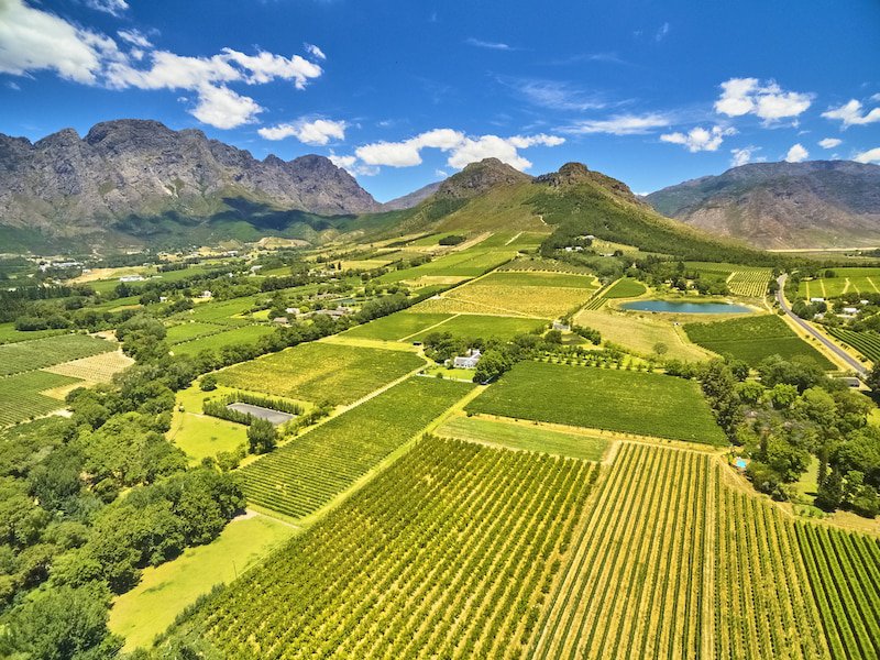 Wine making in the Western Cape