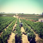 Cape Rock Wines